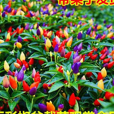 青梅