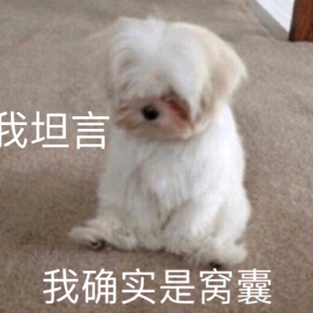 狸白头像