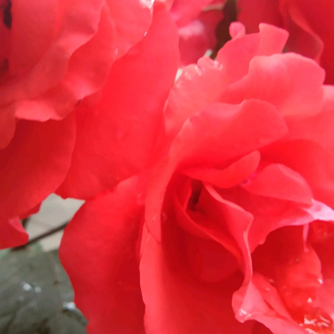 平平淡淡🌹