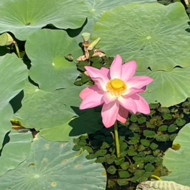 宝娃姐