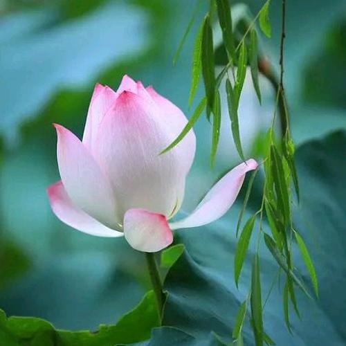 金鹰~燕静