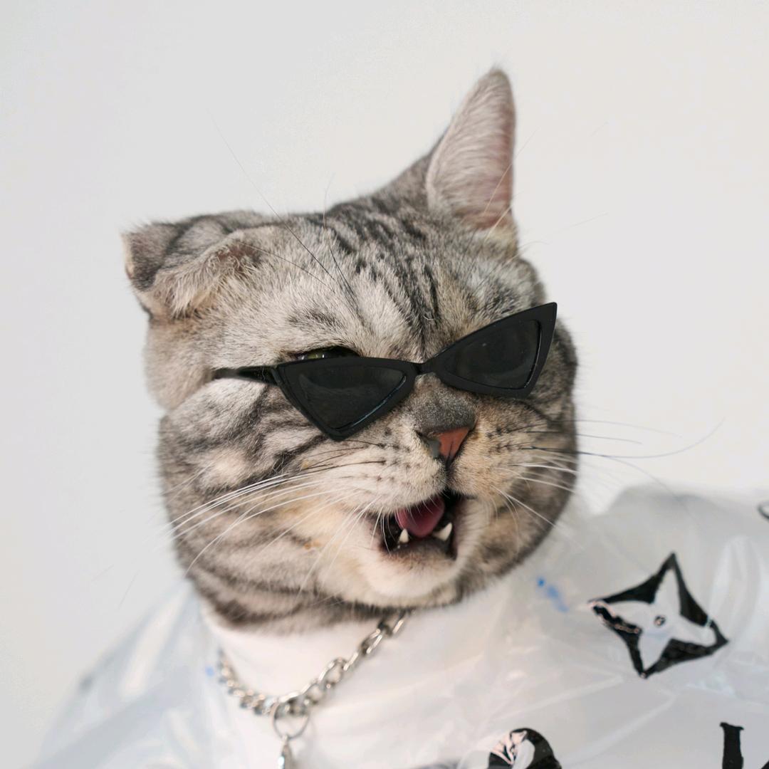 时尚猫帮