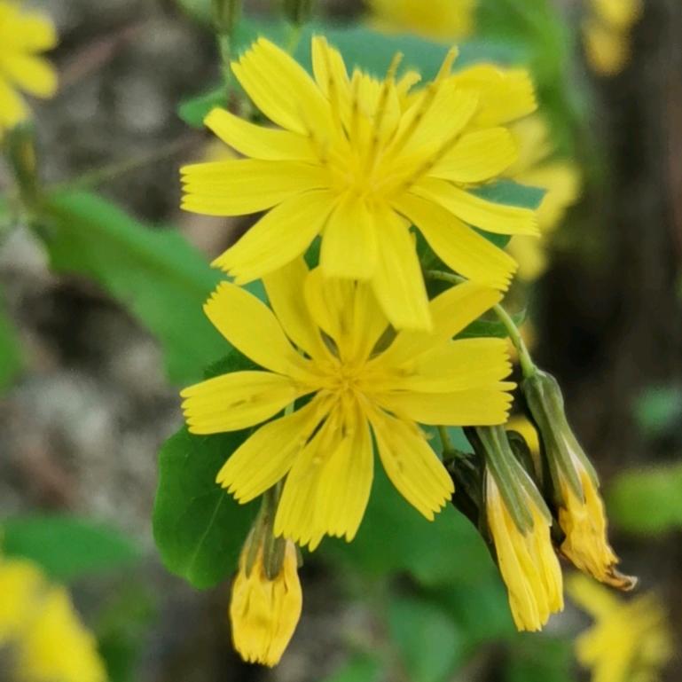 你好，我好，大家好