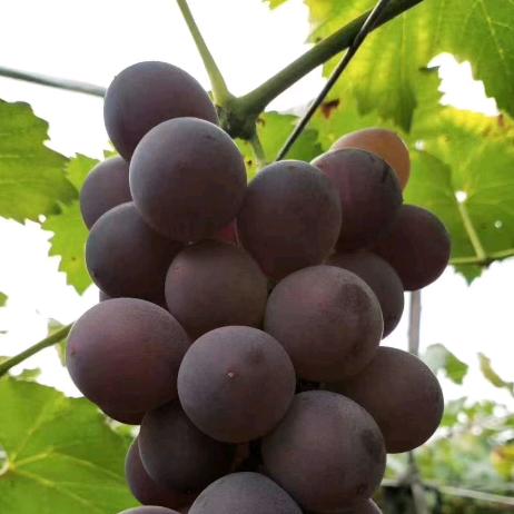 柚子哥，全屋定制的