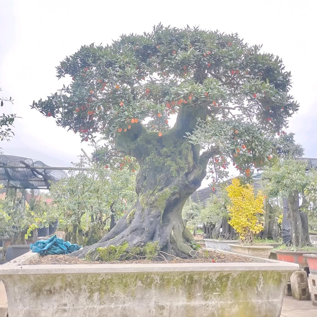 阳光下的景色
