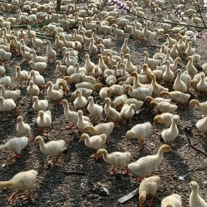 泗阳人在杭州跑网约车