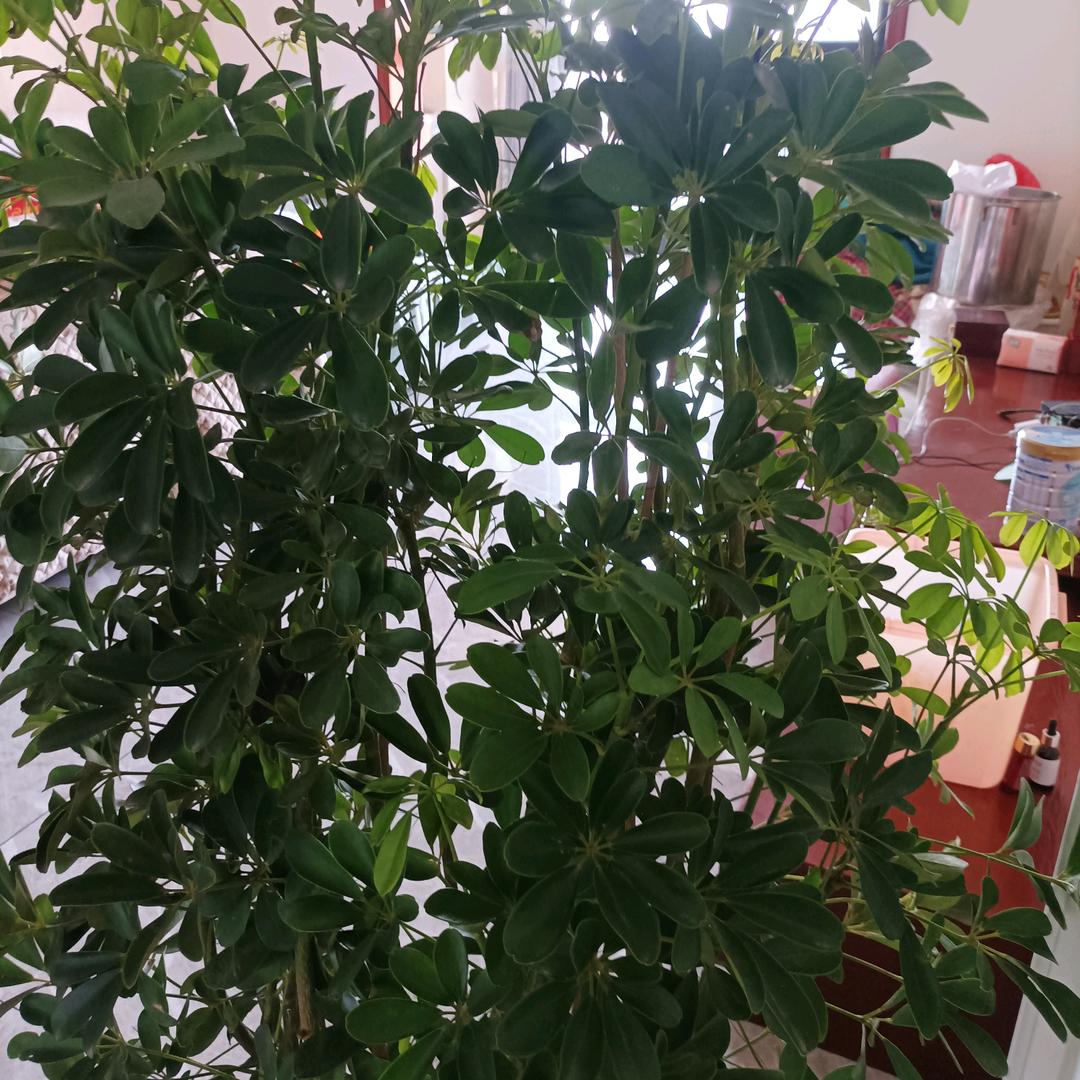 我快乐，我幸福