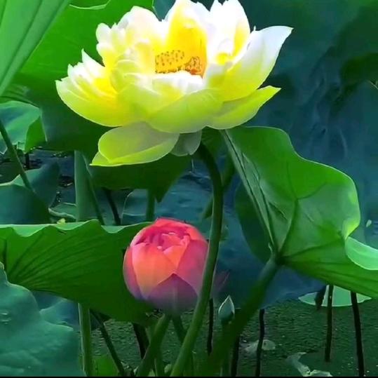 富贵花开