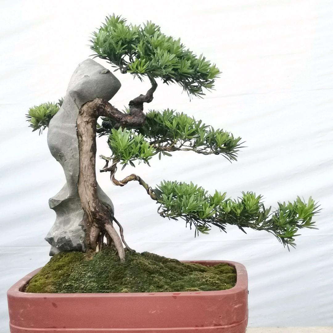 金石运