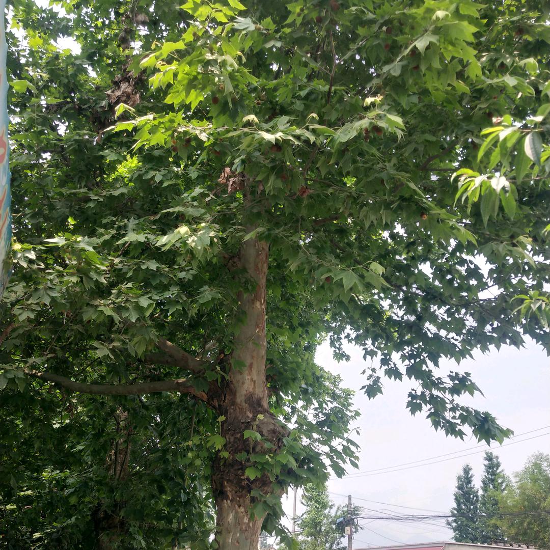 梧桐树