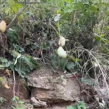 虹哥＿手袋专家