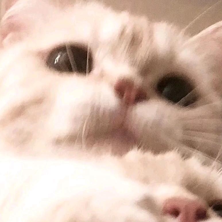 温暖治愈的秦惜头像