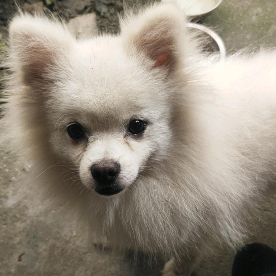 🐶富贵勿相忘