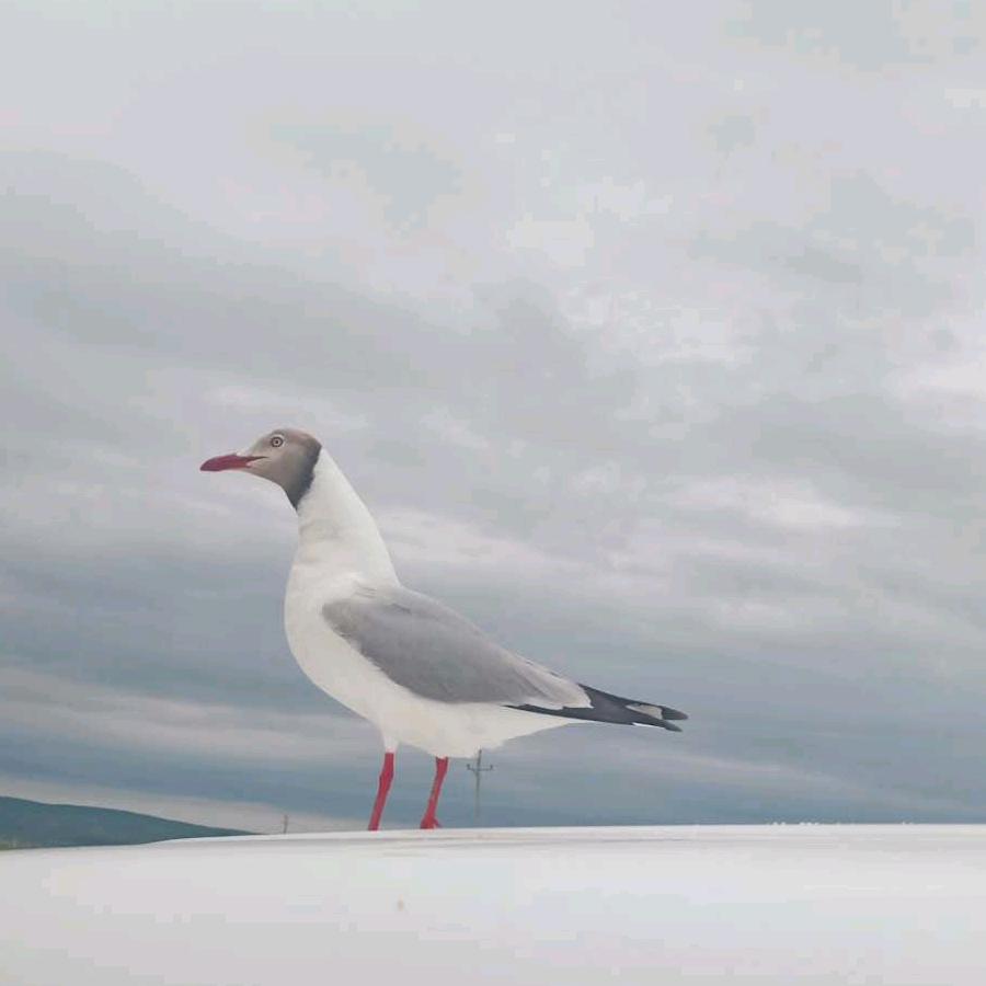 西宁期待