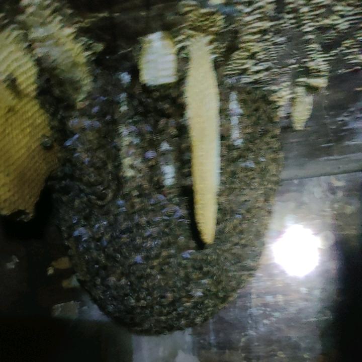 土蜜蜂养殖