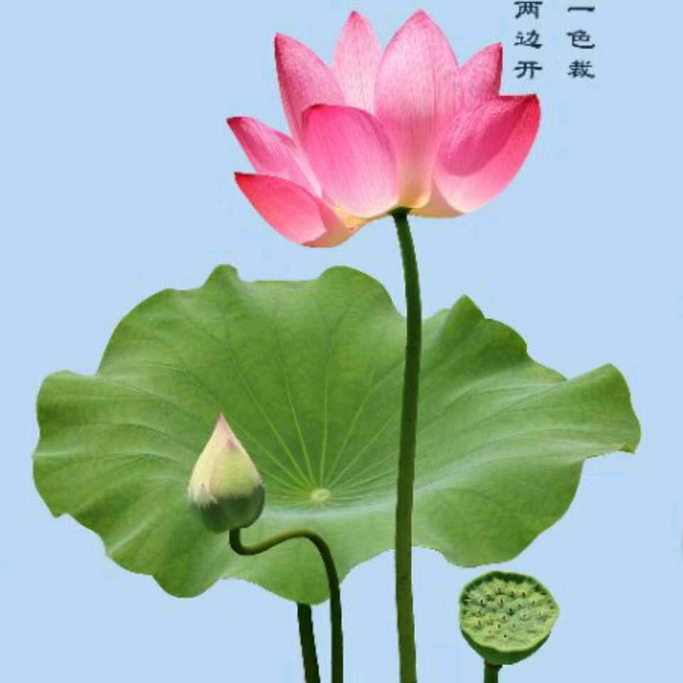 🌻🌻╭❀一米阳光 ❀╮