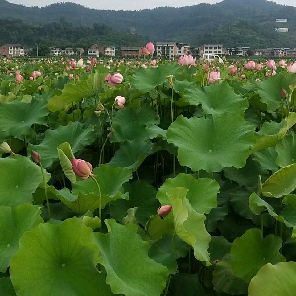 向往