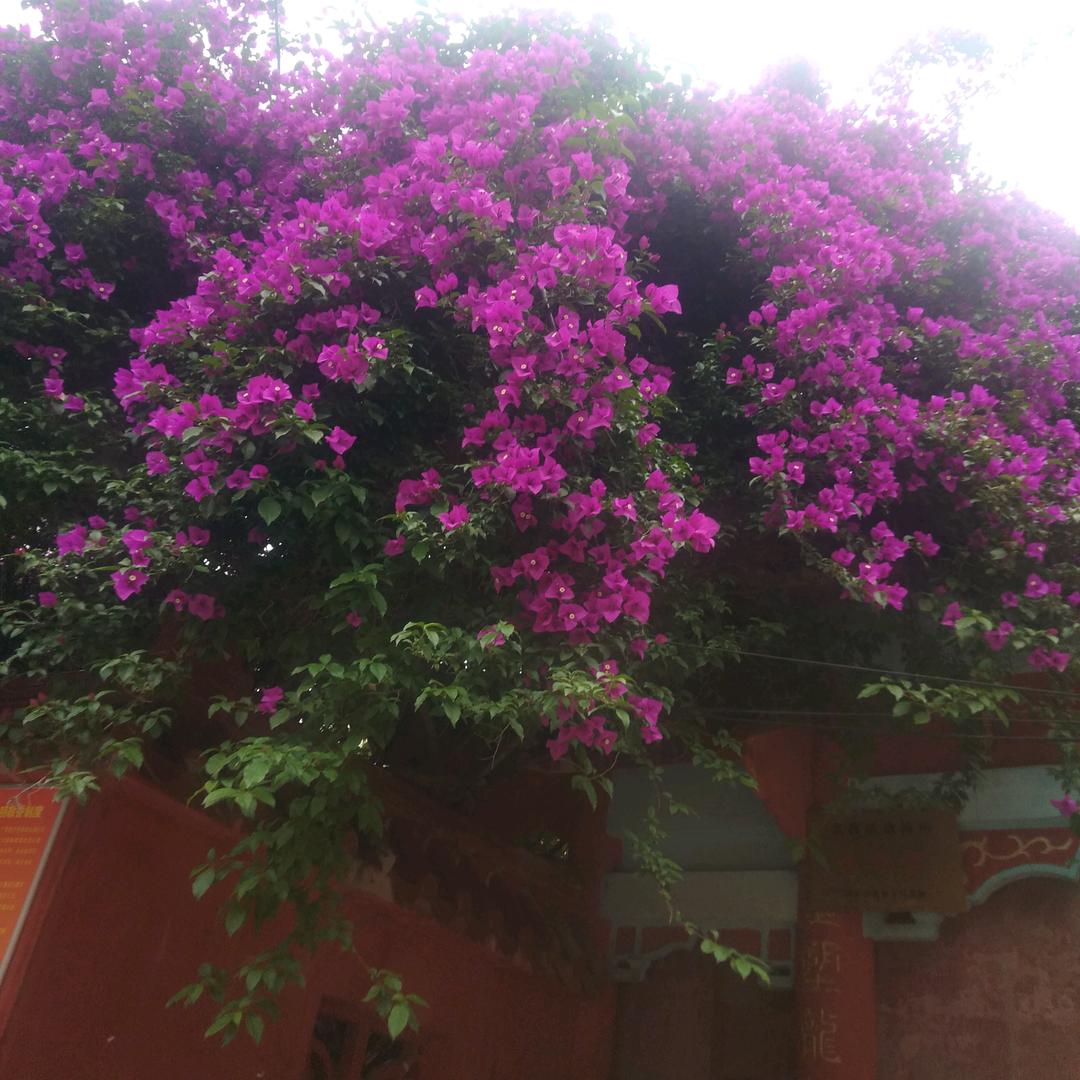 徐国芬