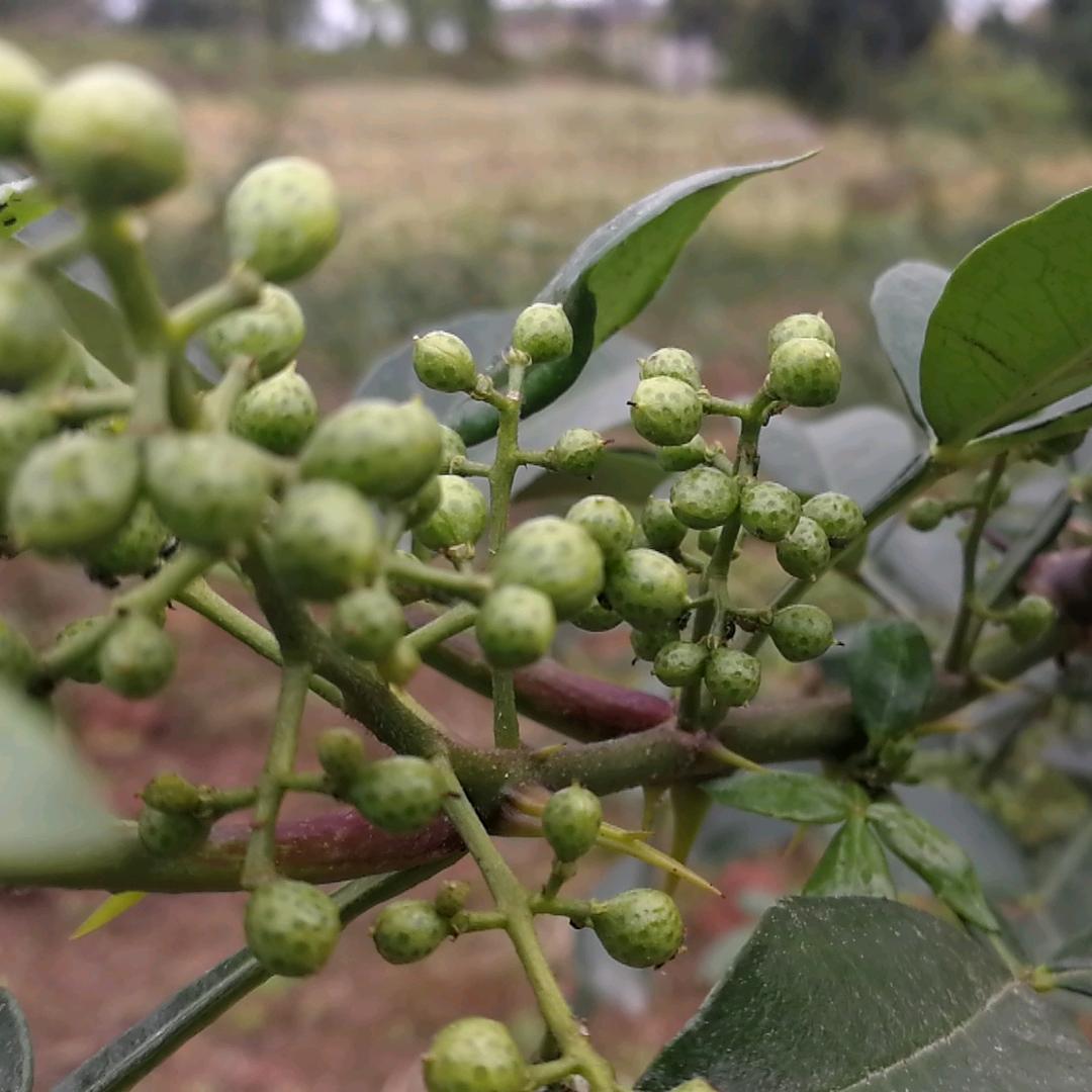 重庆市东禾花椒