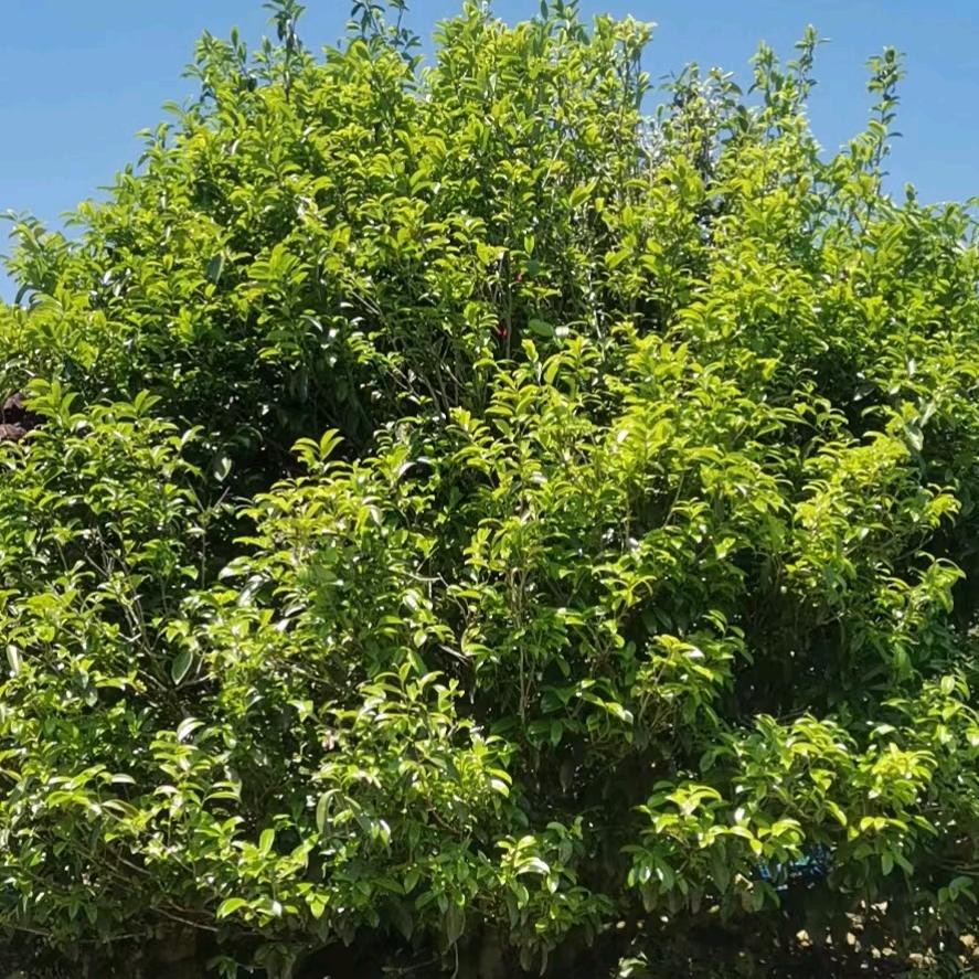 茶之林