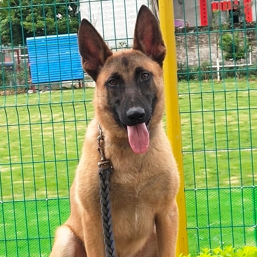 广西黄红马犬大头狗舍
