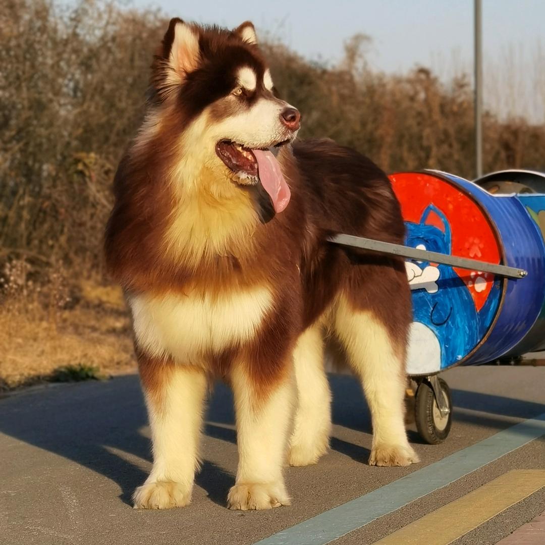 徐州潘安湖雪橇犬舍