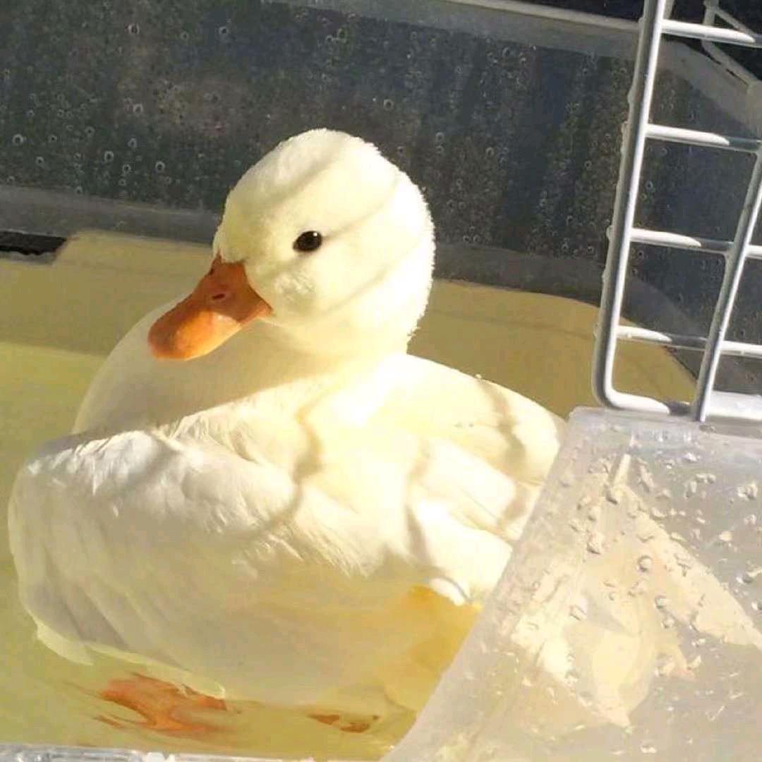 Kvey7.头像