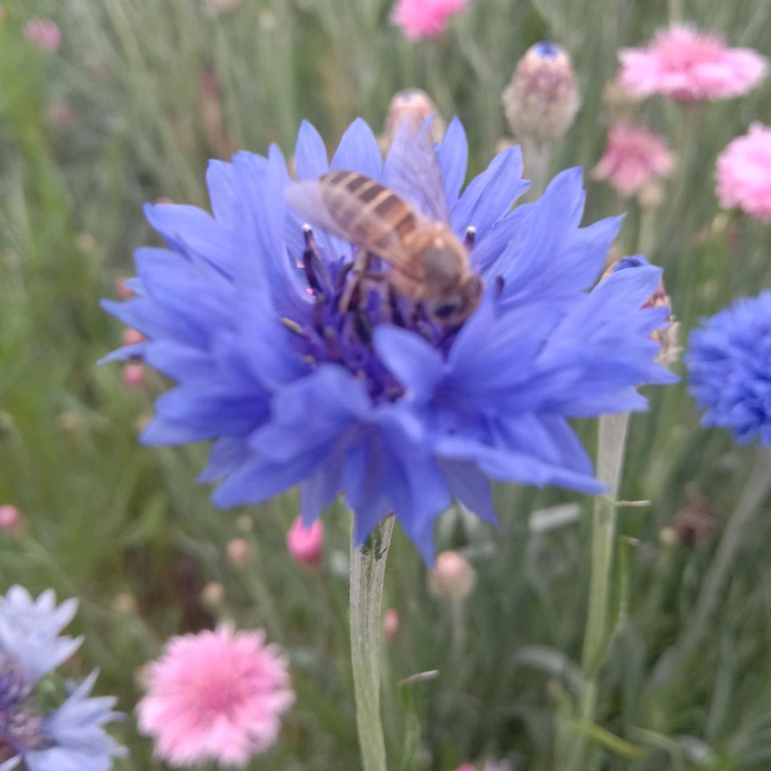 এº᭄ 㞮💞 孞༊