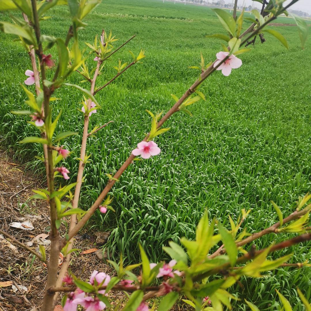 静听🌸开