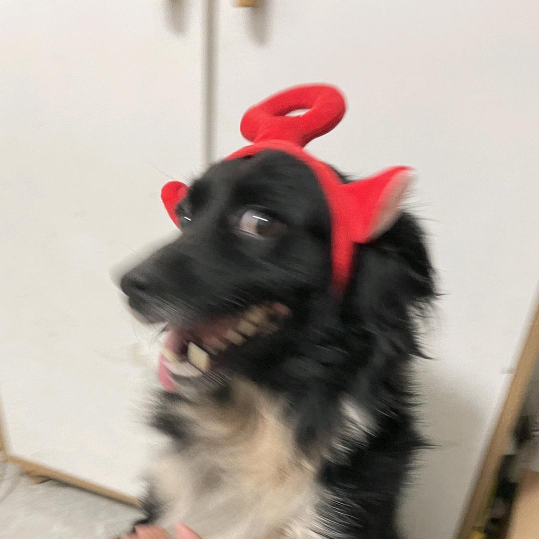 黑米不黑