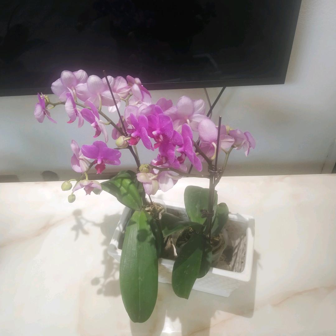 羊杨杨