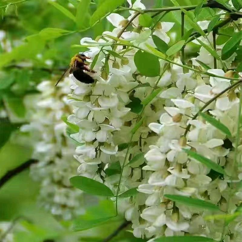 蜜蜂养殖户