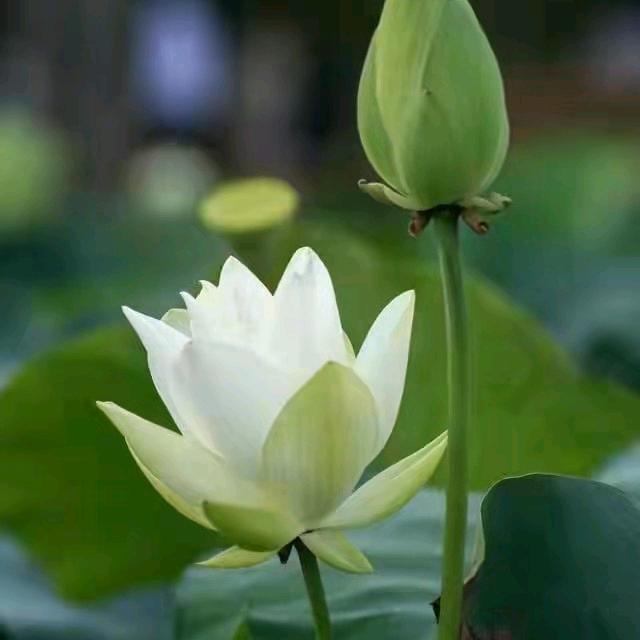 朝花夕拾