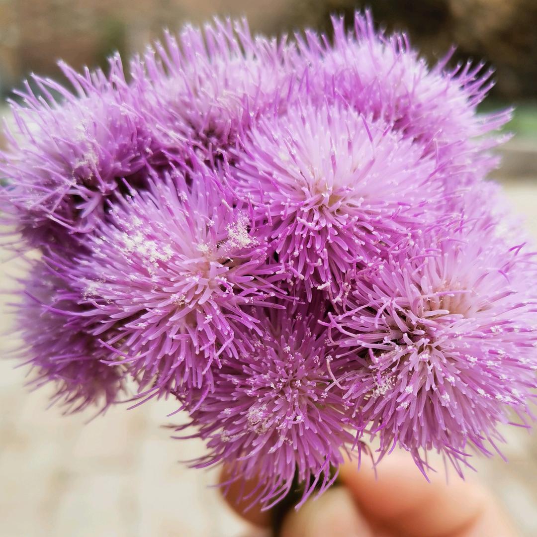 🌻温柔不是姐的范🍀
