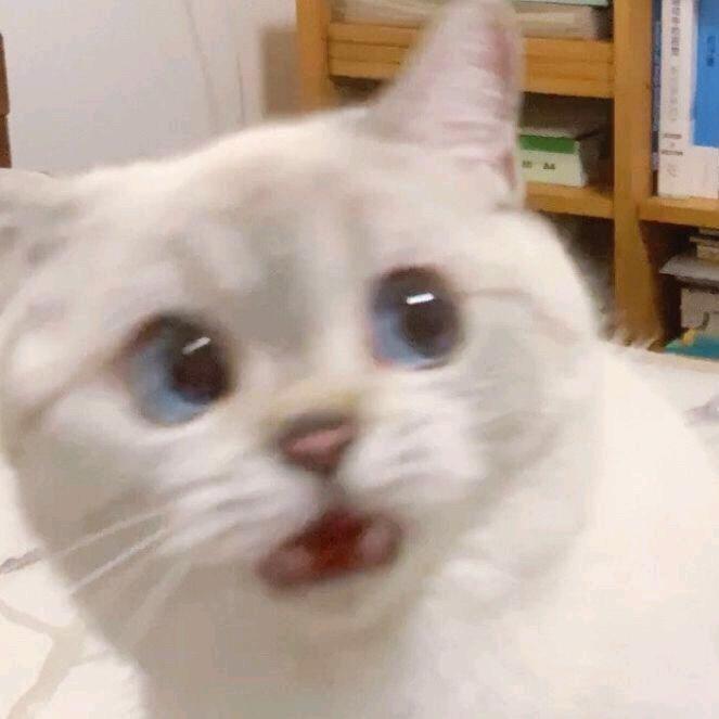 今天又胖了