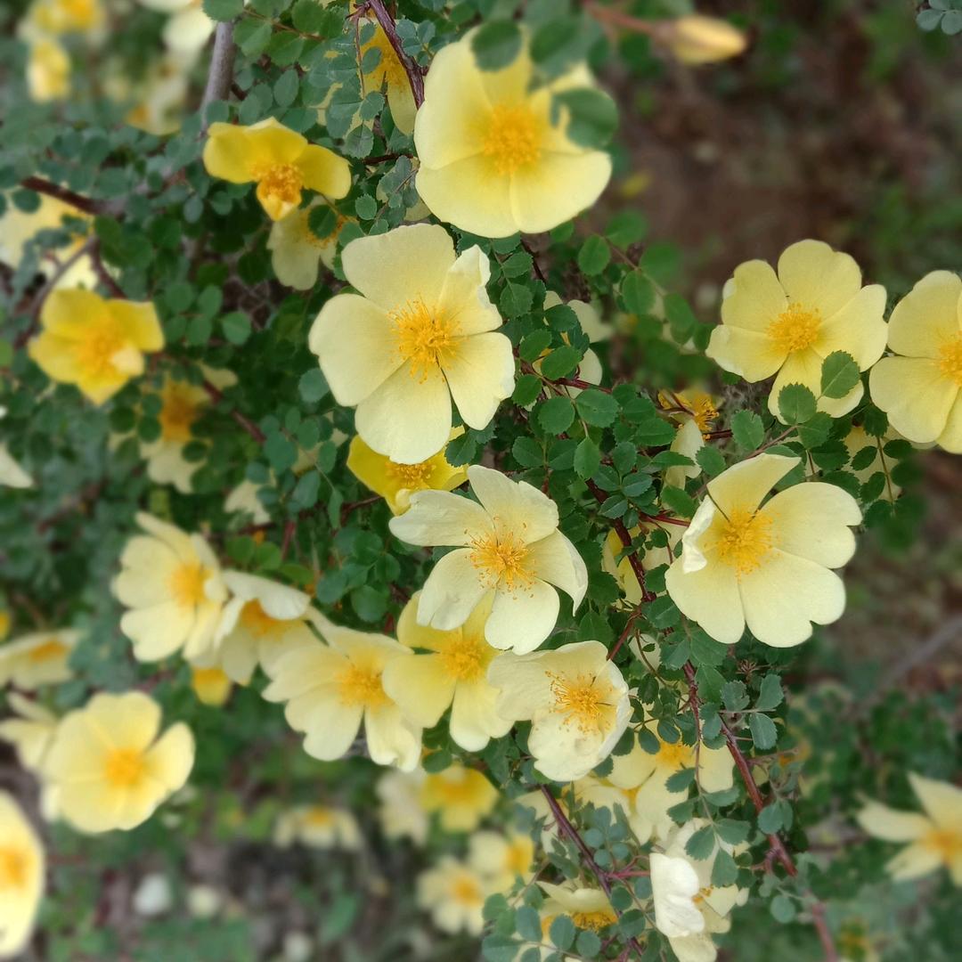 Hungry-pig（Monkey ）