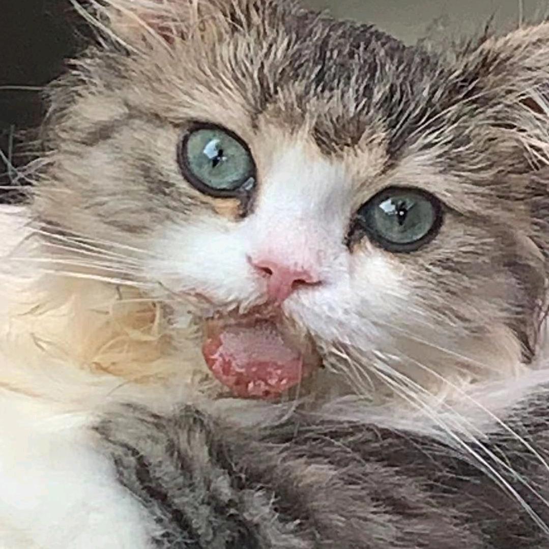 Pet doctor Lei❤️