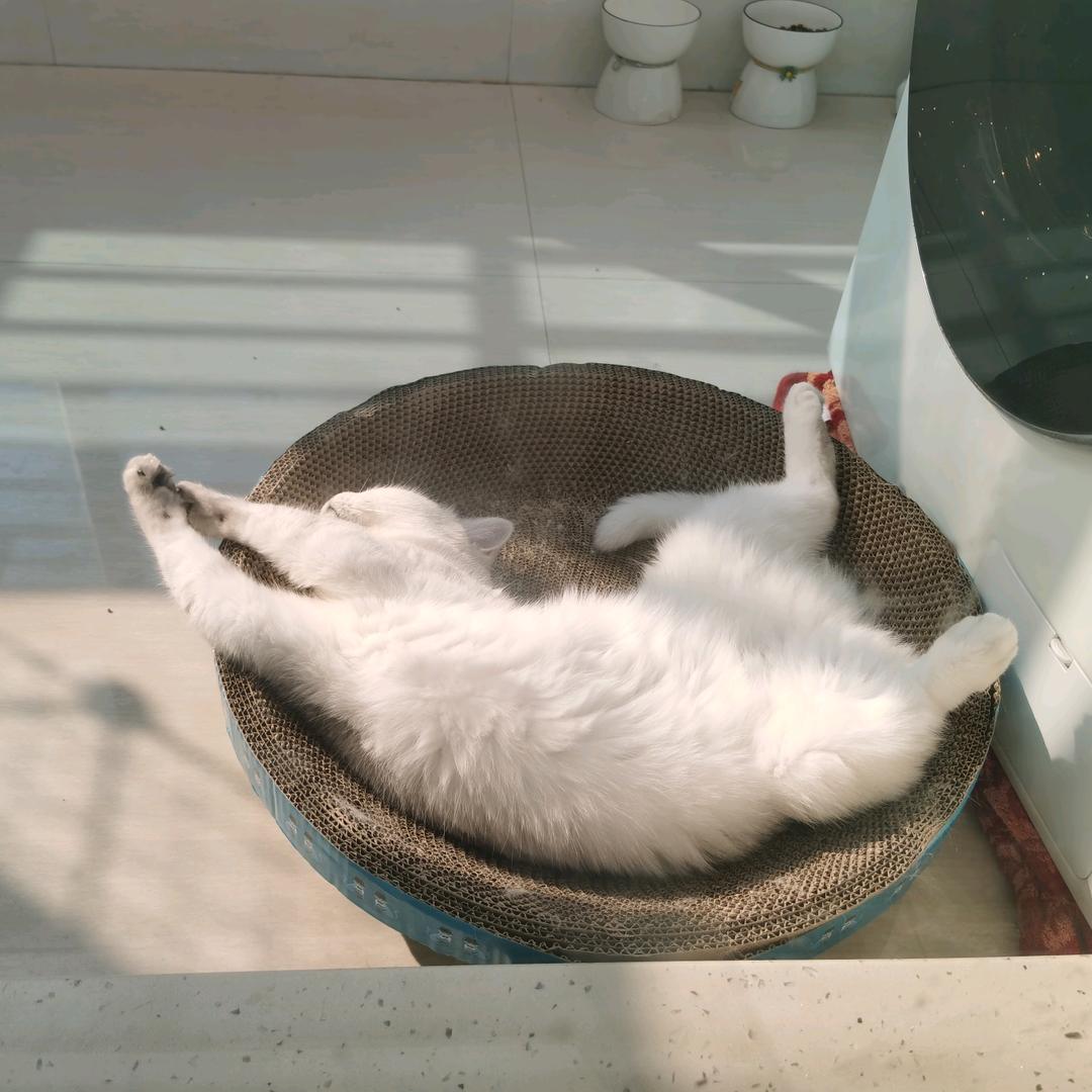 zZ头像