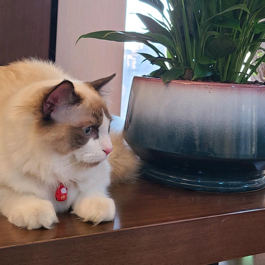 明明