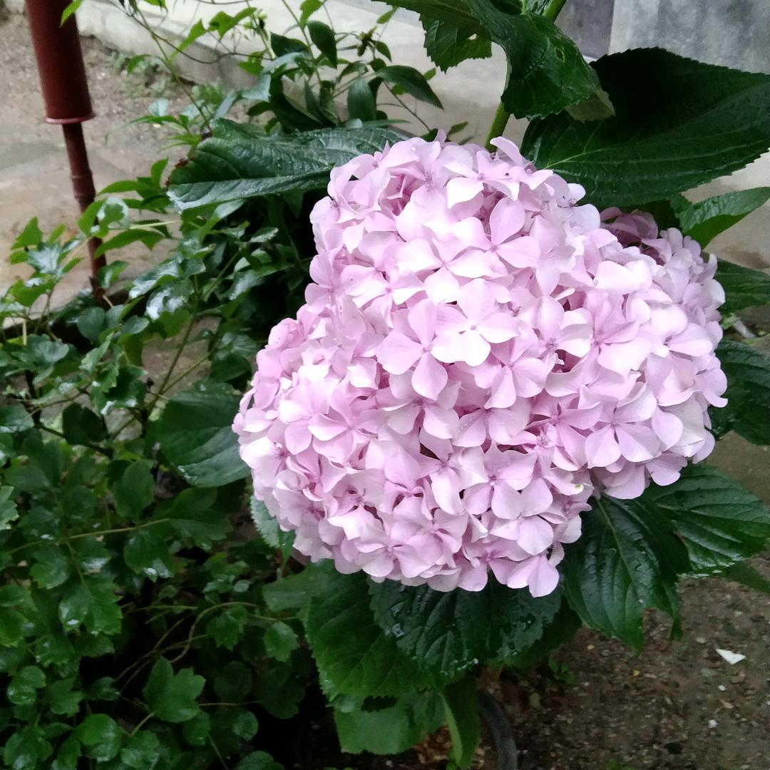 花开浅夏