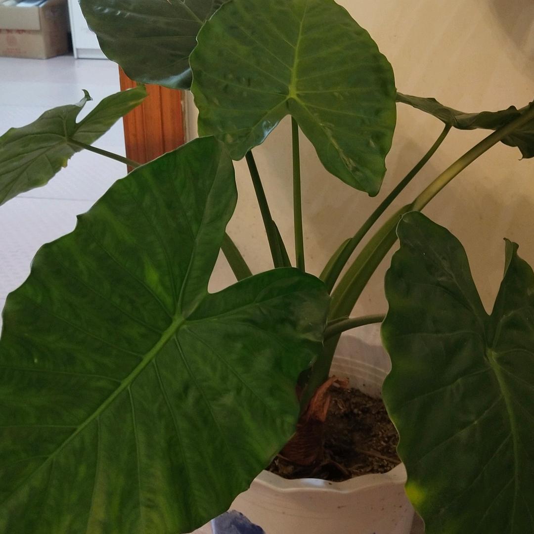 小草