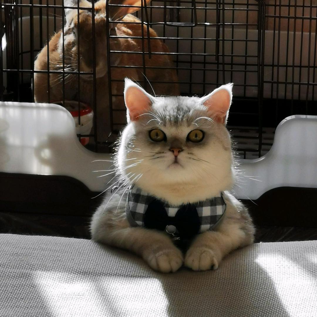 猫咪爱