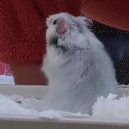 nala.