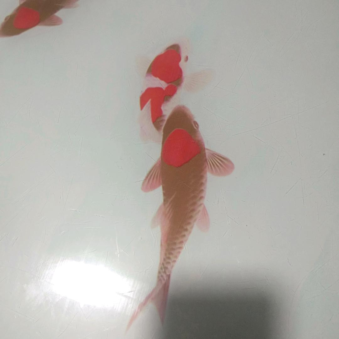 小风