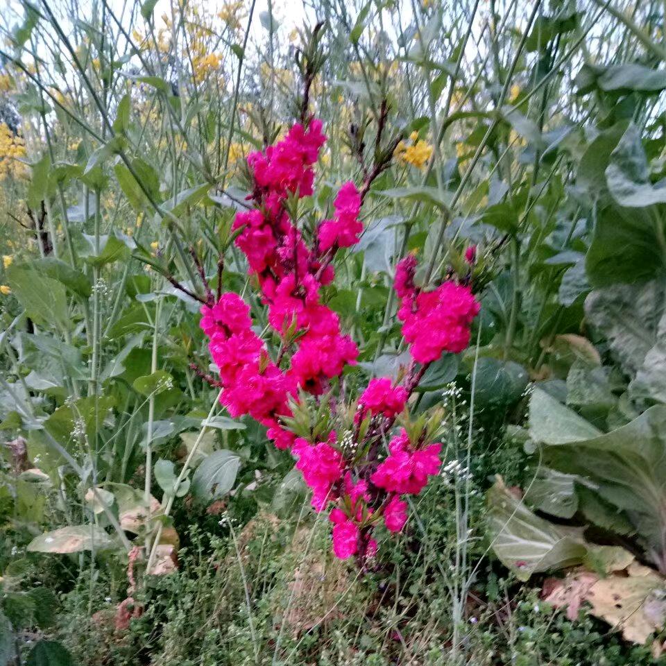 岁月静好。石安群刷墙面漆。