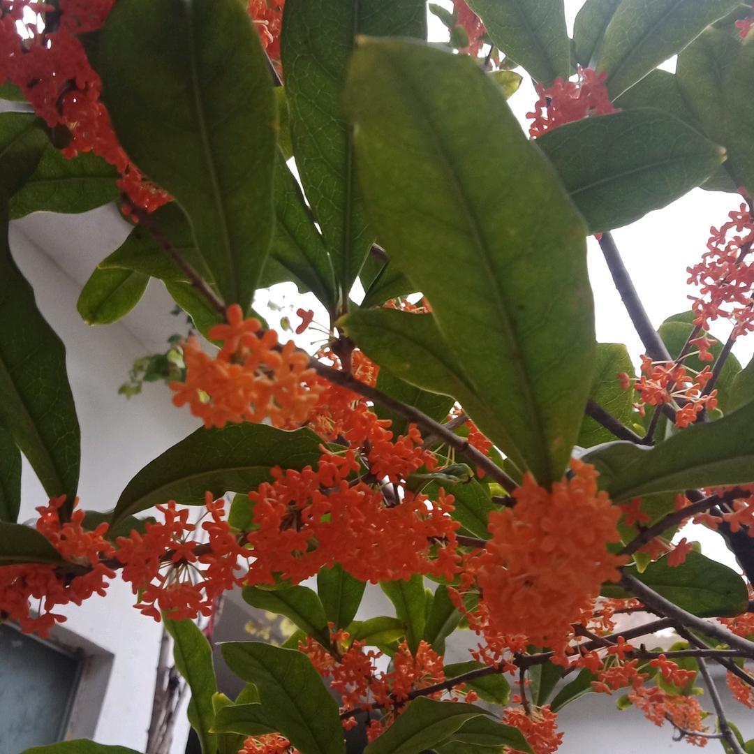 ￥桑榆非晚＄