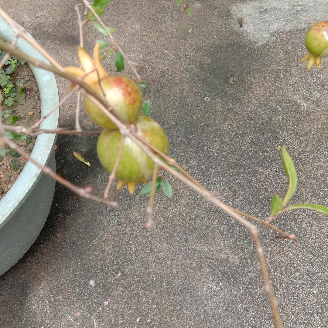曼