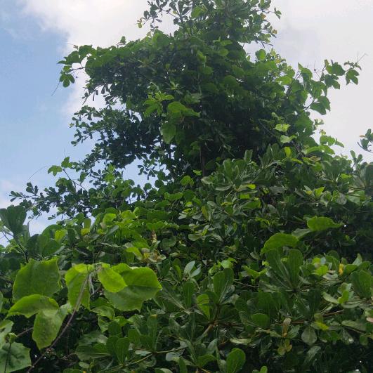 (๑♡ω值得♡๑)🉐