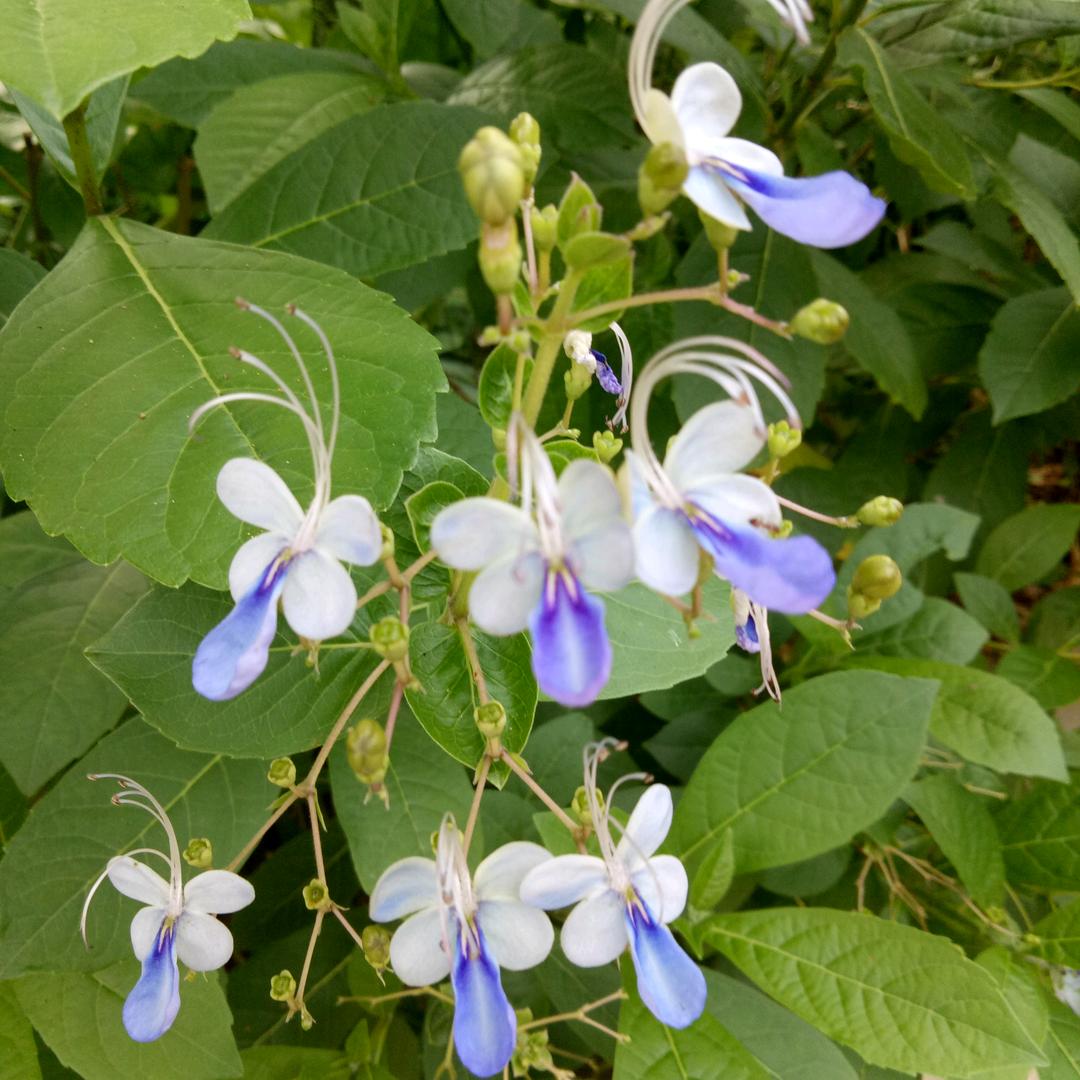 雪莲花心想事成