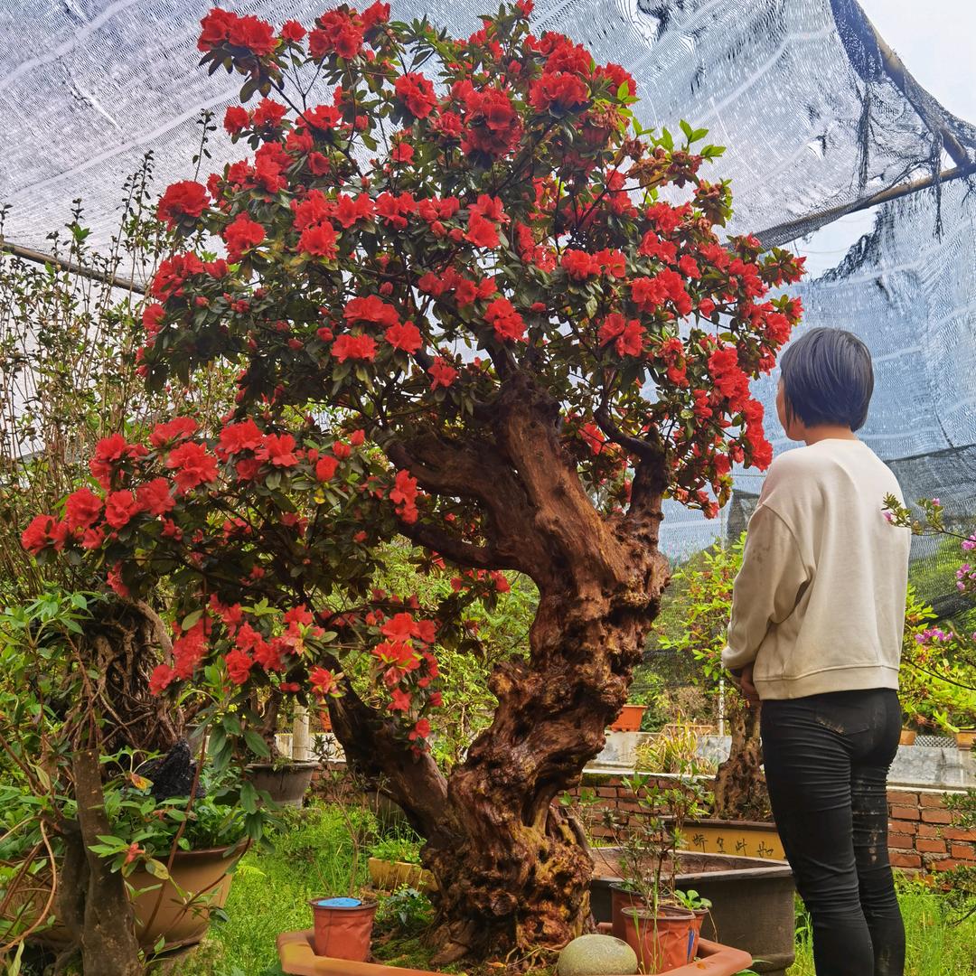连城县北团自然花木种植专业